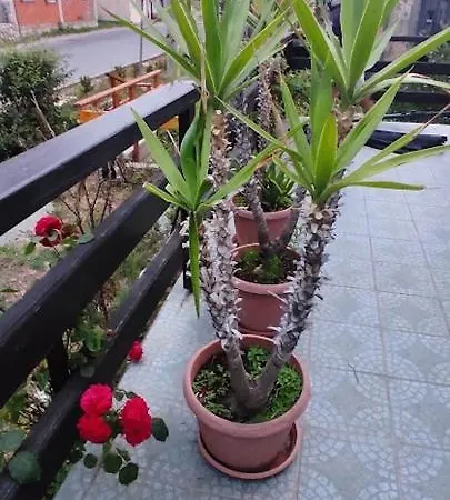 Apartman Sipak