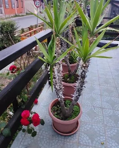 Appartement Sipak